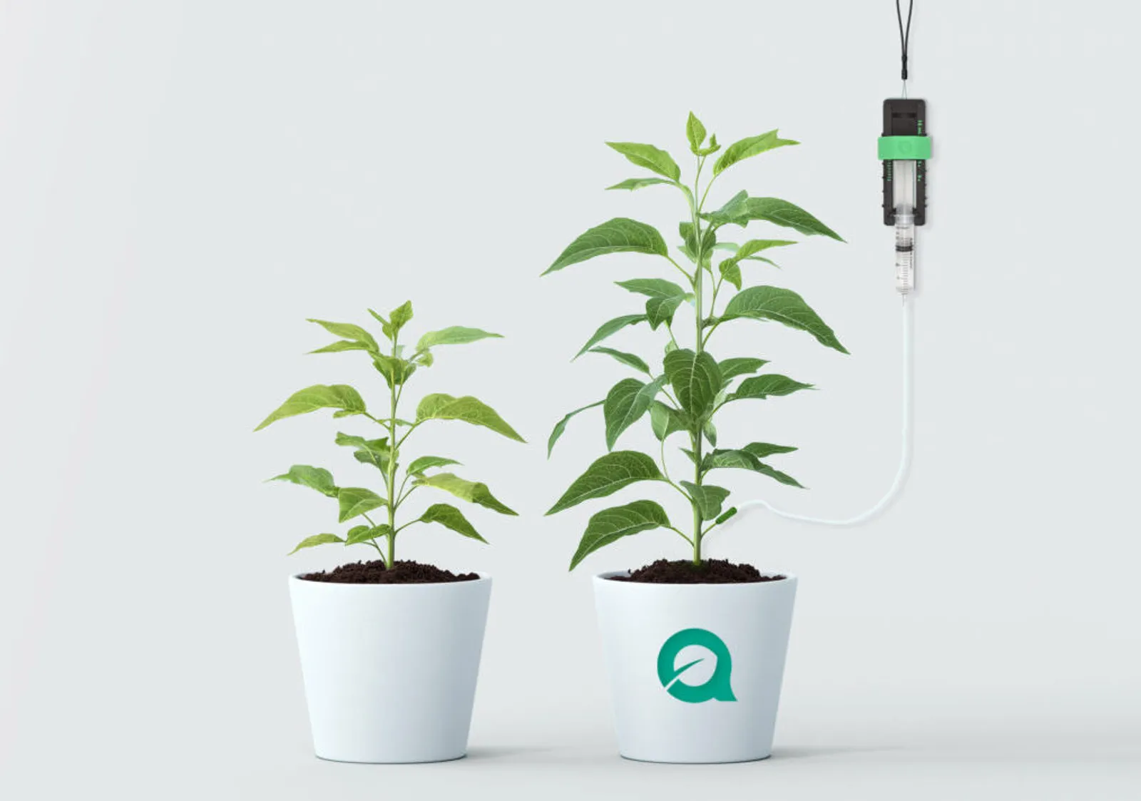 Two plants side by side, the larger one connected to an Ampleafy plant-growth device